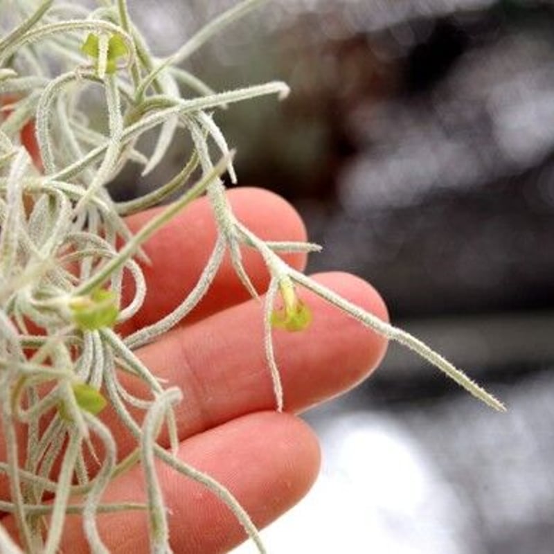 ウスネオイデス（スパニッシュモス） | air-plants TENGU-DO