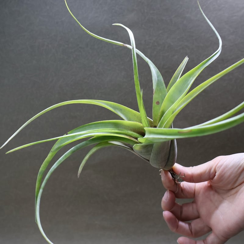 フレクスオーサ 15号 | air-plants TENGU-DO