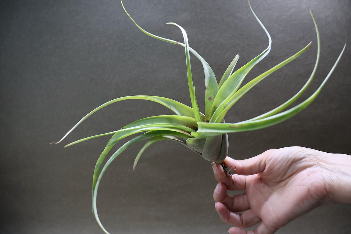 フレクスオーサ 15号 | air-plants TENGU-DO