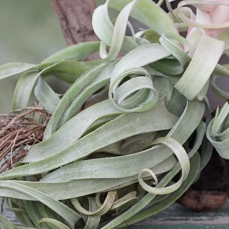 スタッフ特選】ストレプトフィラ Lサイズ 花芽付きB号 | air-plants