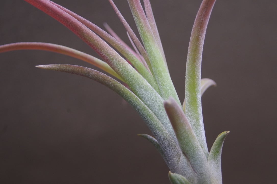 カピタータ オレンジ × イオナンタ Sサイズ 15号 | air-plants TENGU-DO