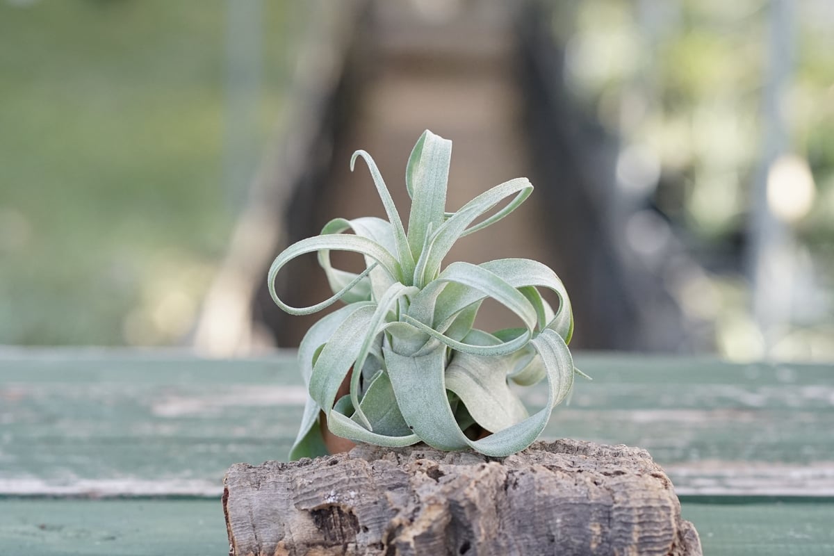 Tillandsia Ice Sordet 速達発送 Tillandsia Ice Sordet 速達発送