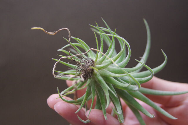 イオナンタロン × ストレプトフィラ 05号 | air-plants TENGU-DO