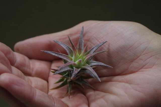 イオナンタ バンハイニンギー ミノール 03号 | air-plants TENGU-DO