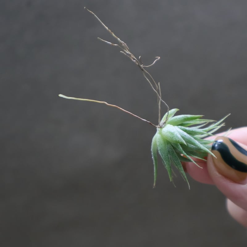 イオナンタ ヘーゼルナッツ Sサイズ 18号 | air-plants TENGU-DO