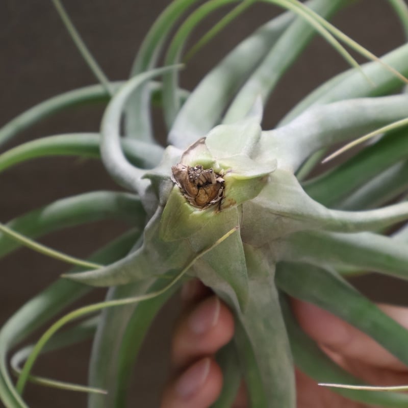 コンコロール×ストレプトフィラ 16号 | air-plants TENGU-DO