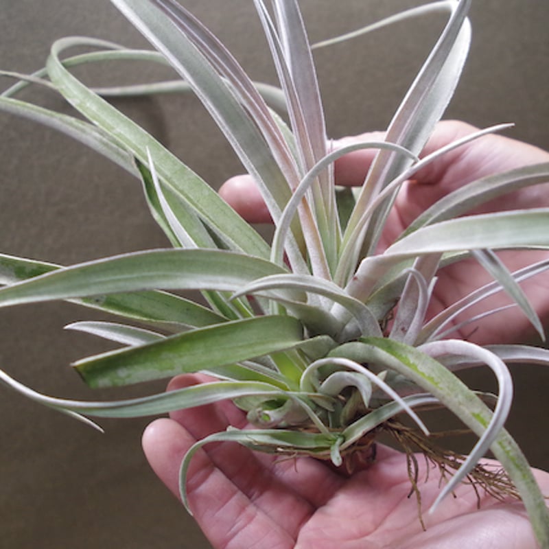 チアペンシス Lサイズ 09号 | air-plants TENGU-DO