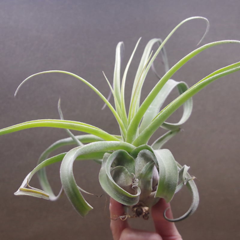パチャラスノーフレーク　ティランジア　希少　Tillandsia パチャラスノーフレーク 01号 | air-plants TENGU-DO