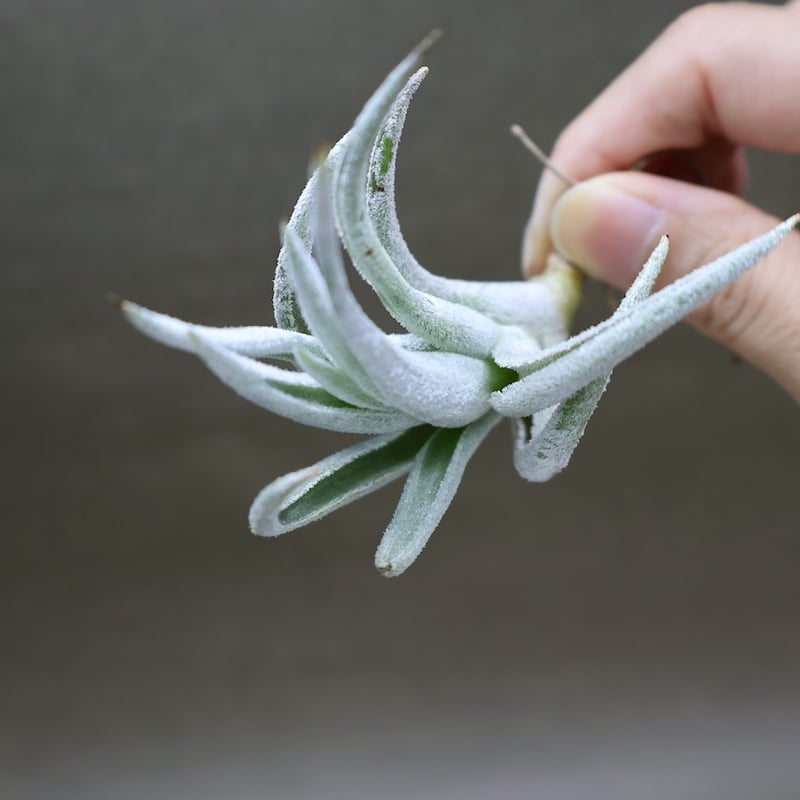 ミトラエンシス 08号 | air-plants TENGU-DO
