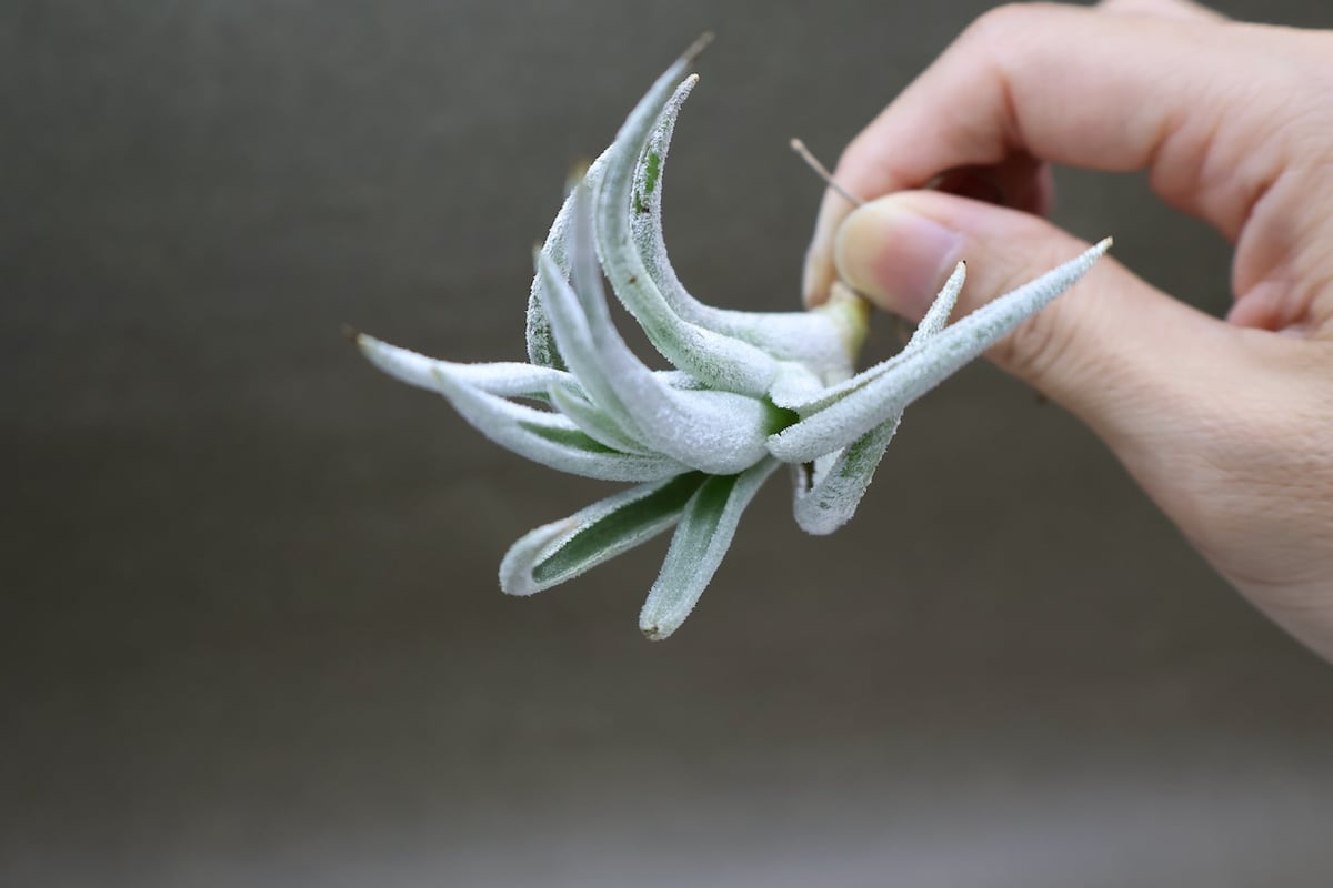 ミトラエンシス 08号 | air-plants TENGU-DO