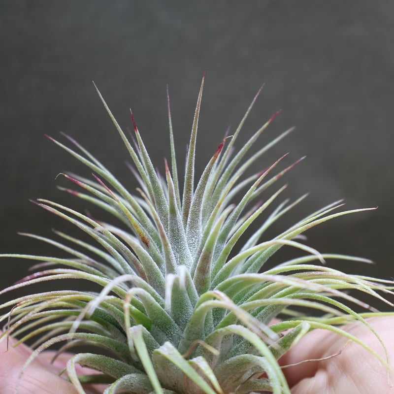 イオナンタ スノーボール 02号 | air-plants TENGU-DO