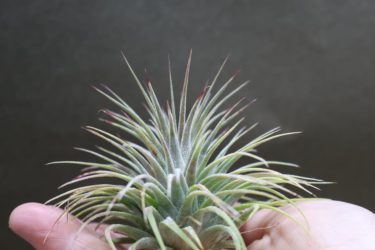 イオナンタ スノーボール 02号 | air-plants TENGU-DO