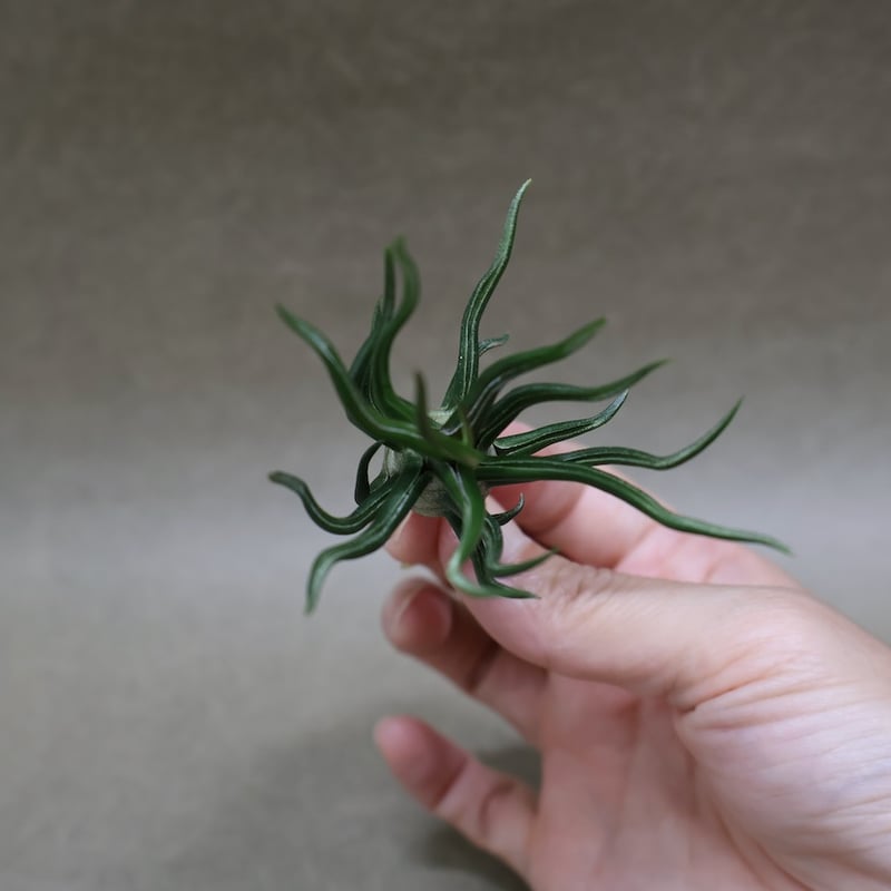 ブルボーサ タイニーダンサー | air-plants TENGU-DO