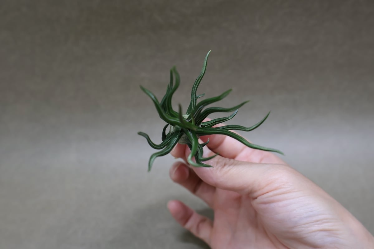 ブルボーサ タイニーダンサー | air-plants TENGU-DO