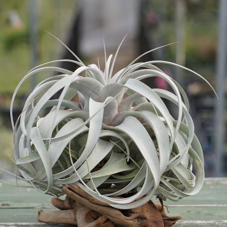 air-plants TENGU-DO