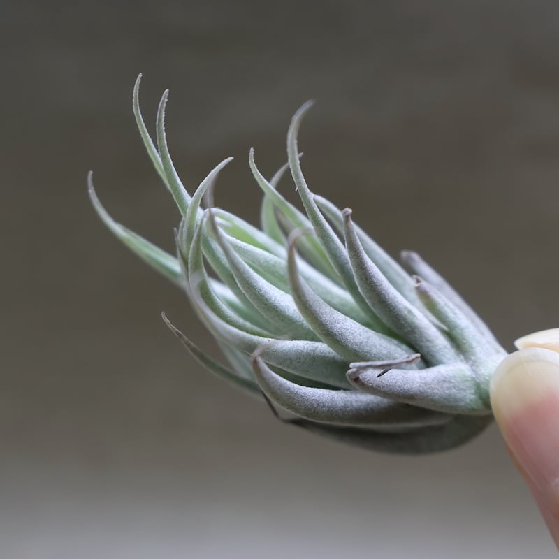 みぃこどん】Tillandsia 4点セット Amazon.co.jp: Tillandsia ' Silver