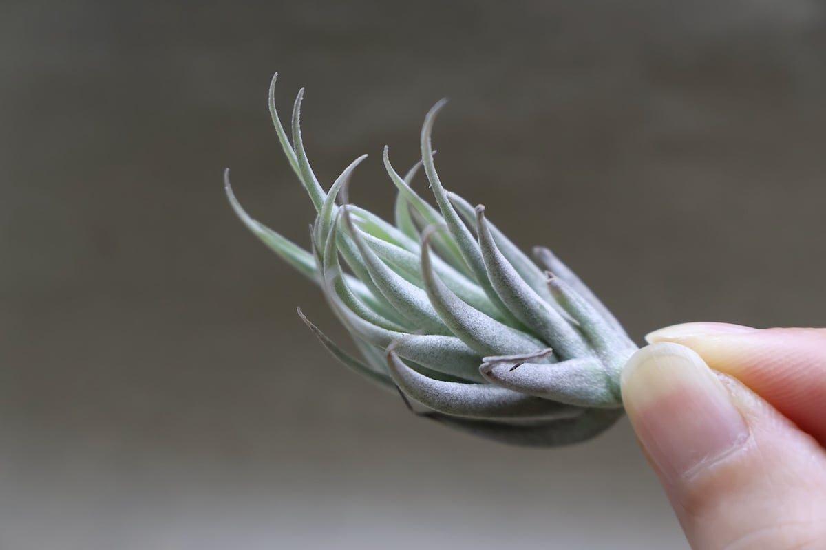 Tillandsia InterestingとChameleonのセット チランジア・トゥーラーラ Tillandsia Toolara (T.streptophylla