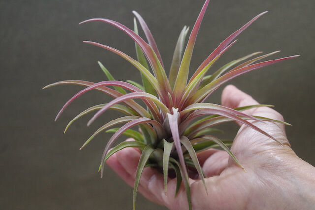 〈菫〉Tillandsia リオホンドエンシス R F x イオナンタフエゴ 菫〉Tillandsia リオホンドエンシス R F x イオナンタフエゴ
