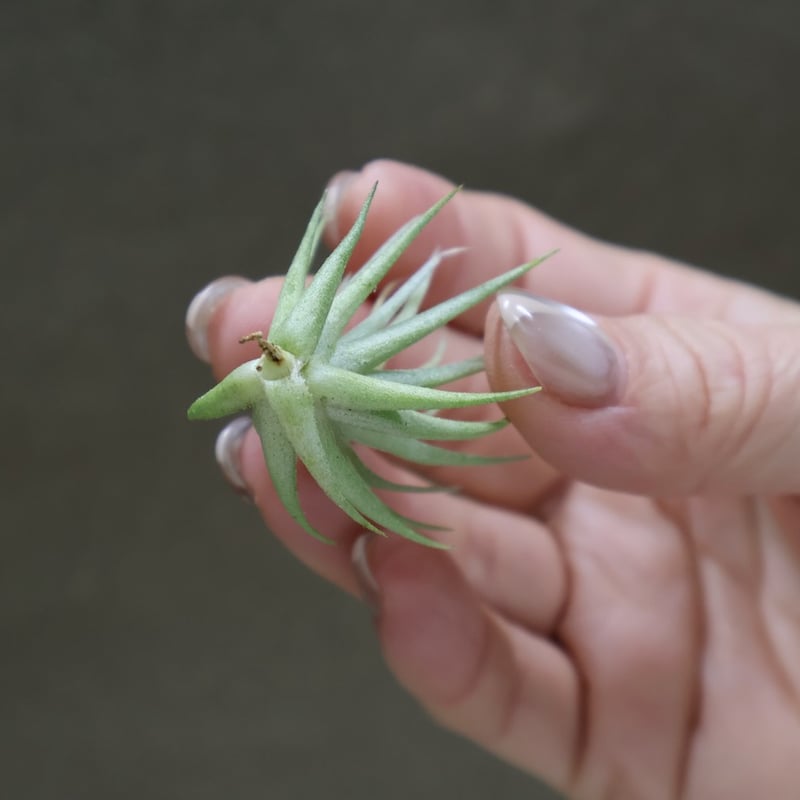 ロリアセア 16号 | air-plants TENGU-DO