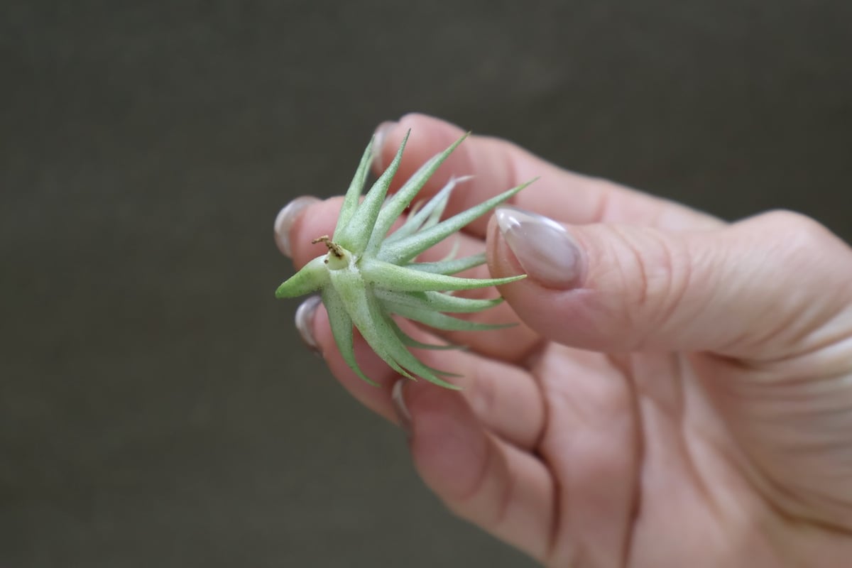 ロリアセア 16号 | air-plants TENGU-DO