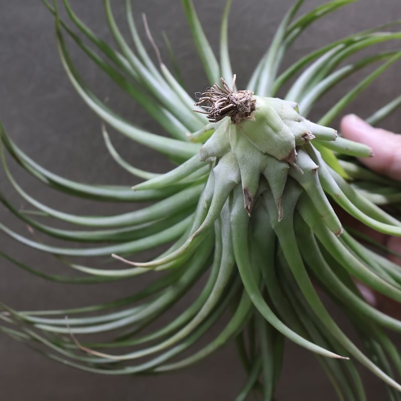 エアプランツ チランジア ブラキカウロス・シュプリーム ブラキカウロス シュプリーム 09号 | air-plants TENGU-DO