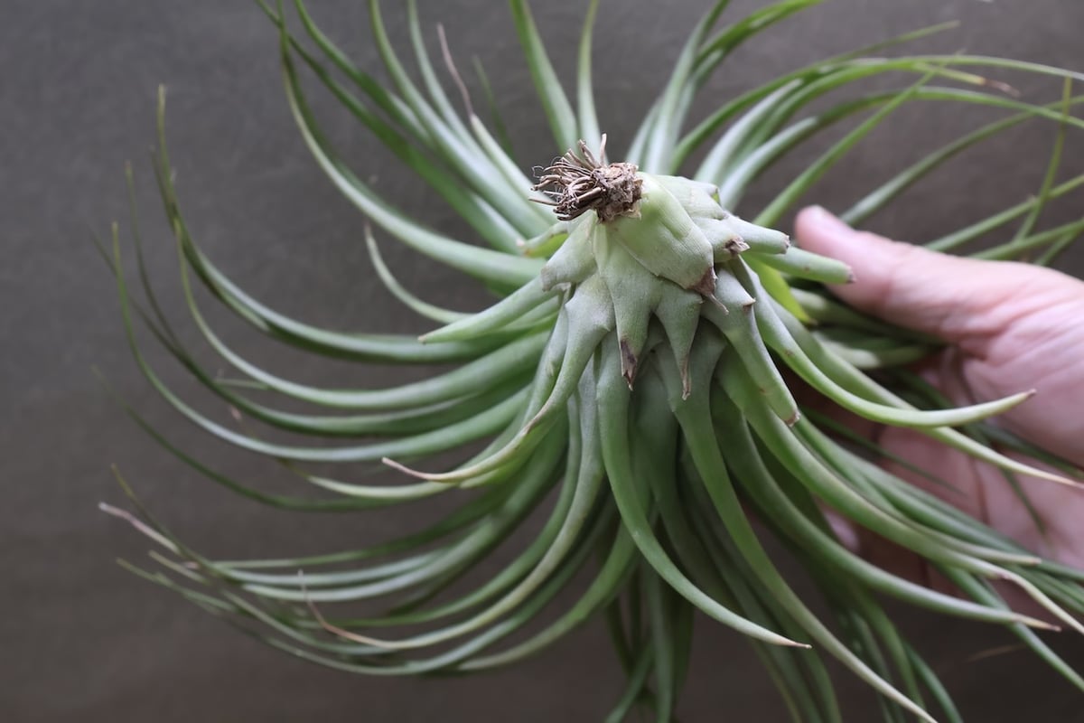 ブラキカウロス シュプリーム 09号 | air-plants TENGU-DO