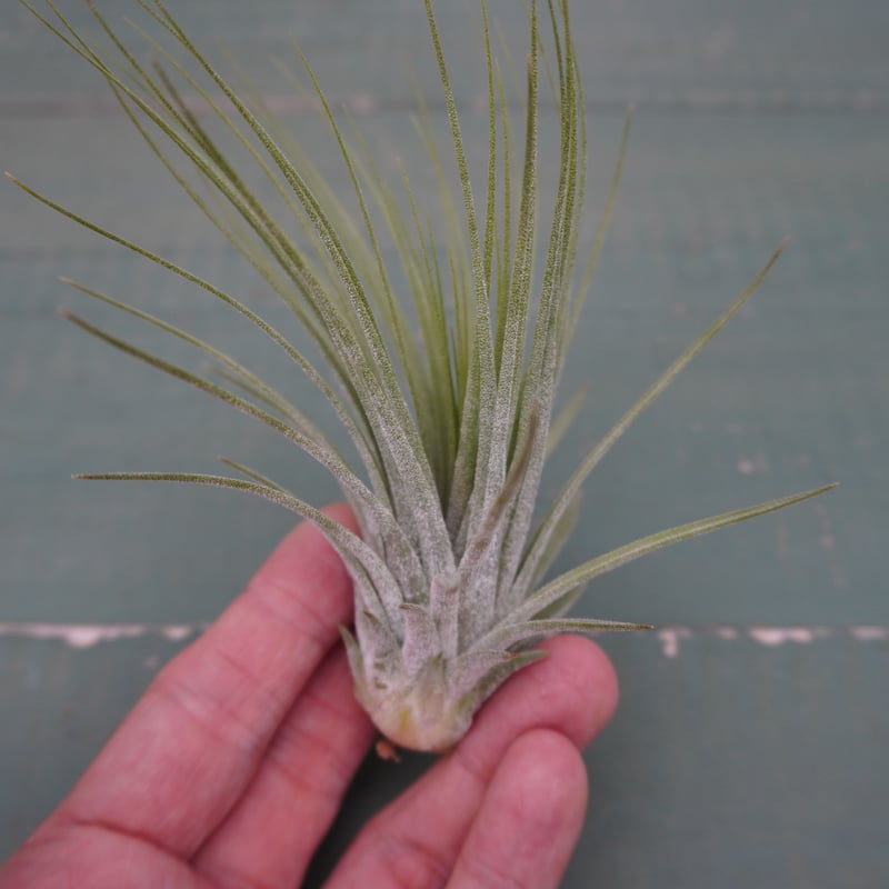 イオナンタ・ロシータ x マグヌシアナ【スタッフ特選】 | air-plants