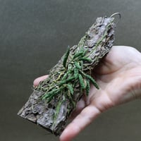 デンドロビウム ククメリナム 01号