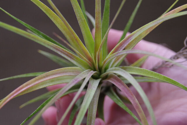 ローランドゴッセリニー × イオナンタ 02号 | air-plants TENGU-DO