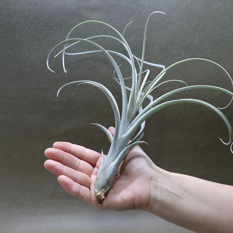 エクセルタxカピタータ ドミンゲンシス 05号 | air-plants TENGU-DO エクセルタxカピタータ ドミンゲンシス 05号 | air-plants TENGU-DO
