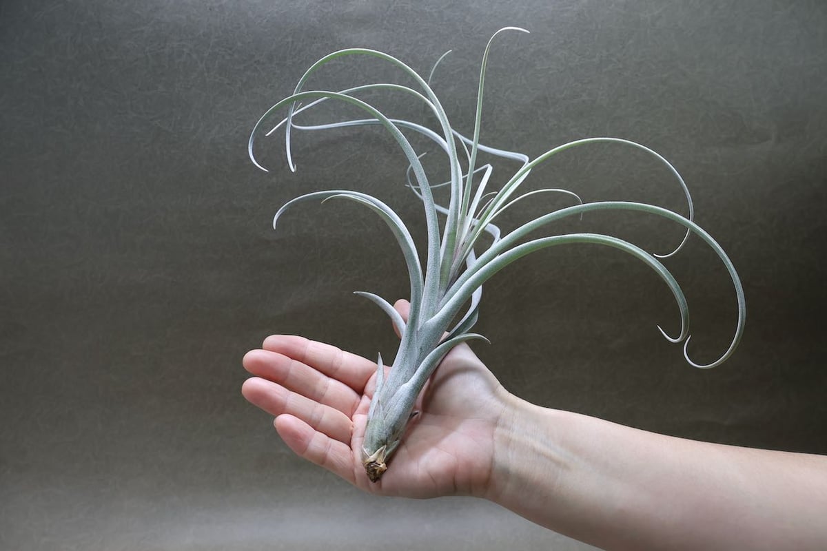 エクセルタxカピタータ ドミンゲンシス 05号 | air-plants TENGU-DO