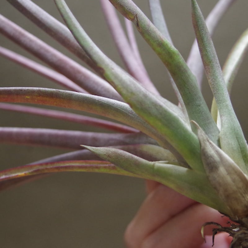 カピタータ マロン Sサイズ08号 | air-plants TENGU-DO