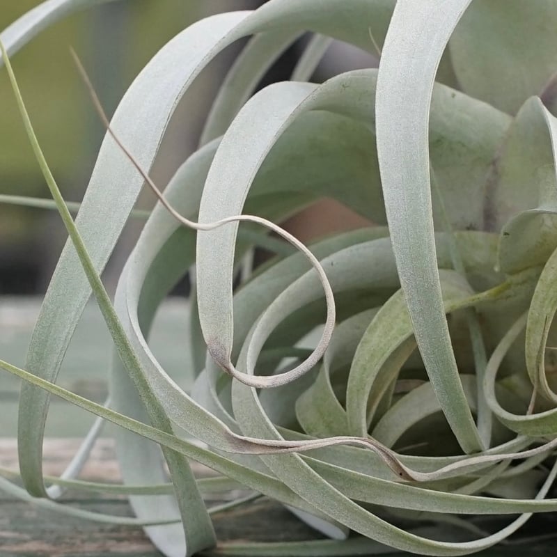 exserta × xerographica〔エアプランツ〕T5172 exserta × xerographica