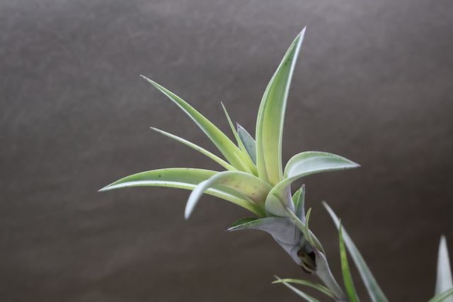 フレクスオーサ ヴィヴィパラ 14号 | air-plants TENGU-DO