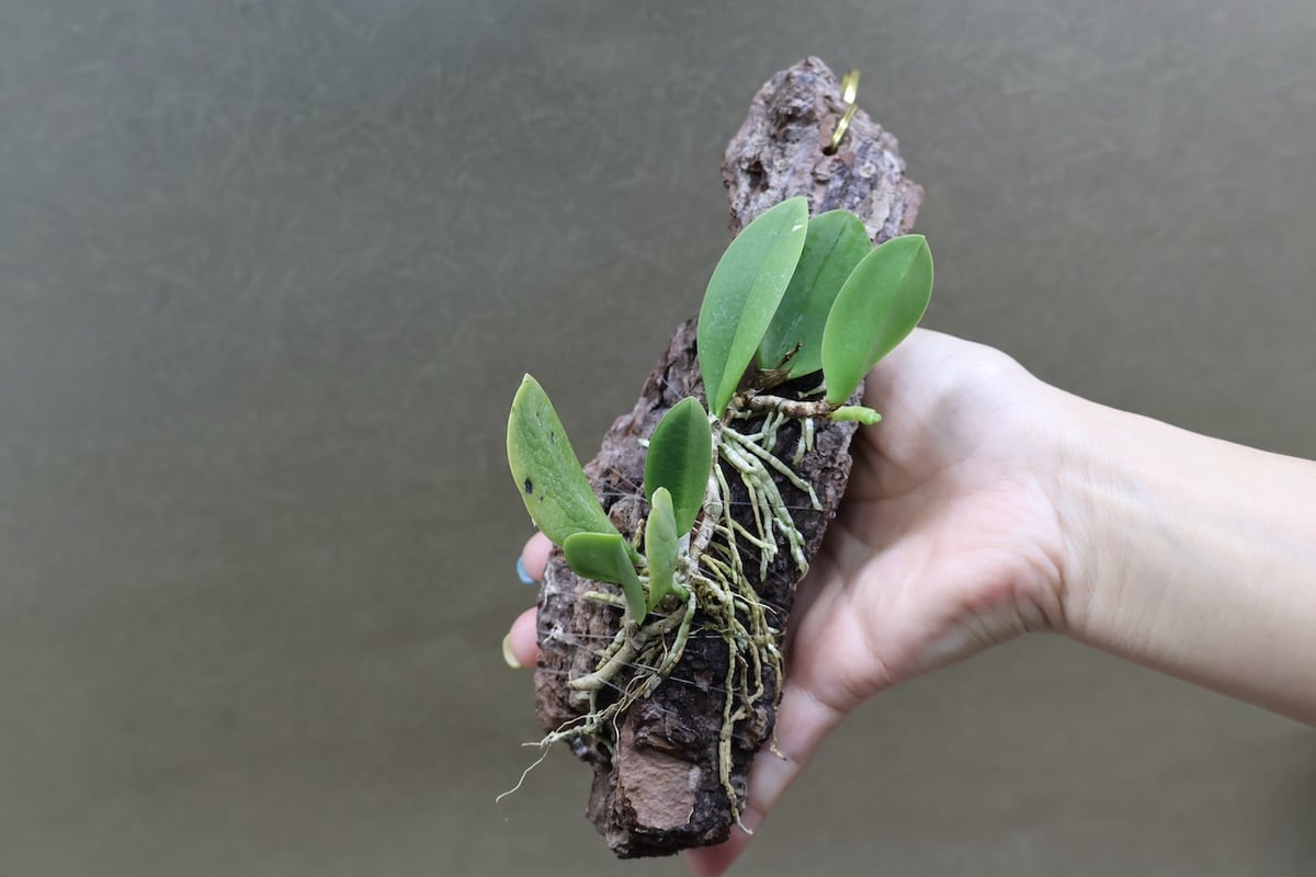 メイラキリウム トリナスタム アルバム 01号 | air-plants TENGU-DO
