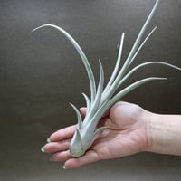 チアペンシス × カプトメドーサエ 06号
