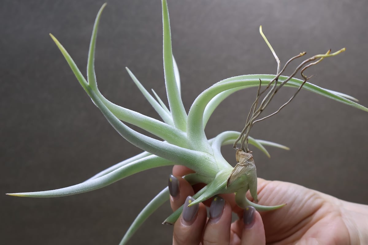 Tillandsia ロッテアエ fit=scale-down,w=1200