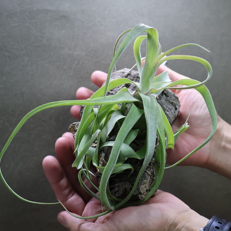 ビルベルギア　ピンクボム　コルク付け ビルベルギア ピンクボム コルク付け ビルベルギア】これカッコ