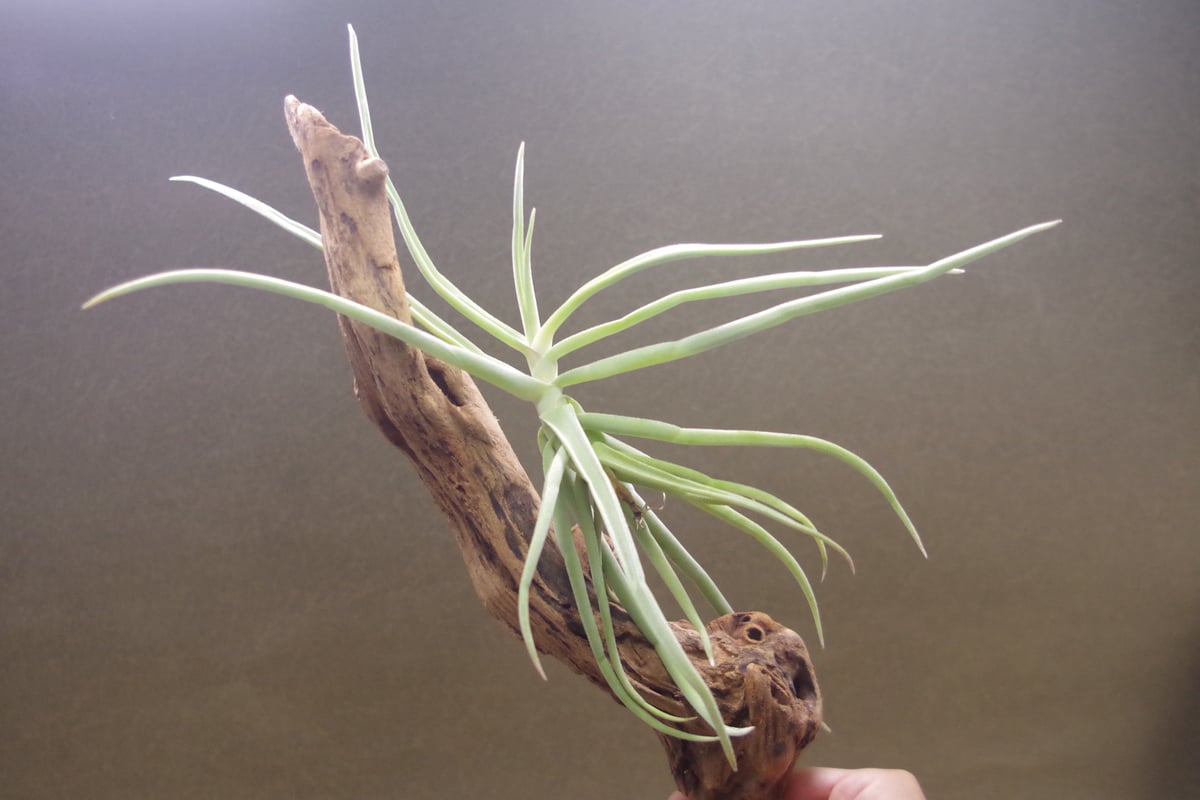 デュラティ 50号 | air-plants TENGU-DO デュラティ 50号 | air-plants TENGU-DO