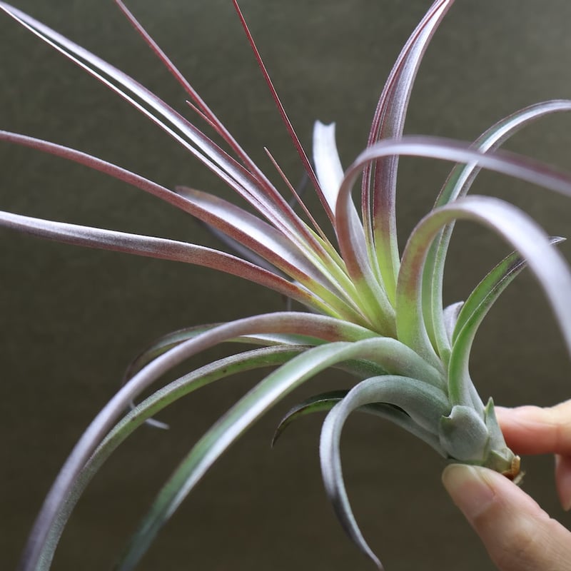 ヘザーズブラッシュ（ ブラキカウロス × エクセルタ ）27号 | air