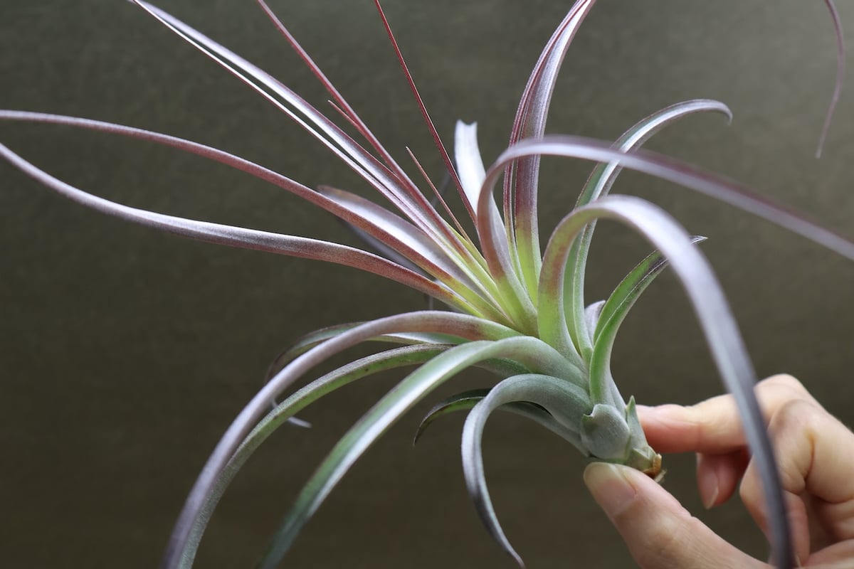 超希少❗️交配種❗️チランジア　ヘザーズブラッシュ （ブラキカウロス×エクセルタ）✨ ヘザーズブラッシュ（ ブラキカウロス × エクセルタ ）27号 | air