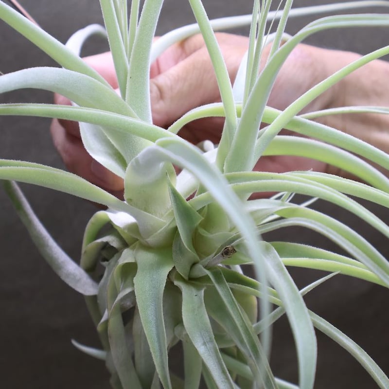 ストラミネア クランプ 08号 | air-plants TENGU-DO