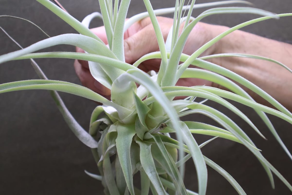 ストラミネア クランプ 08号 | air-plants TENGU-DO