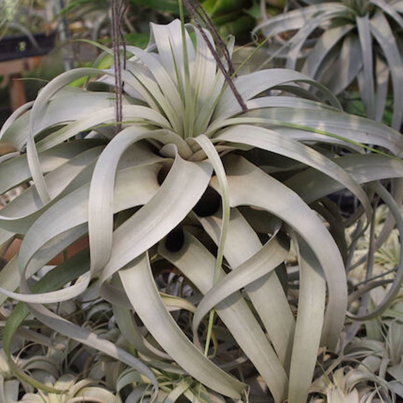 キセログラフィカ 特大2X Lサイズ 03号 | air-plants TENGU-DO
