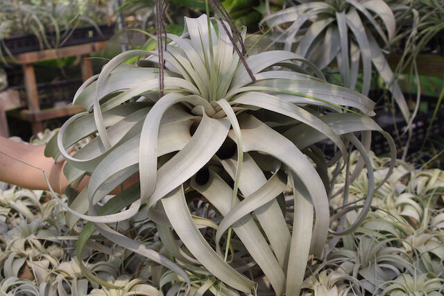 キセログラフィカ 特大2X Lサイズ 03号 | air-plants TENGU-DO