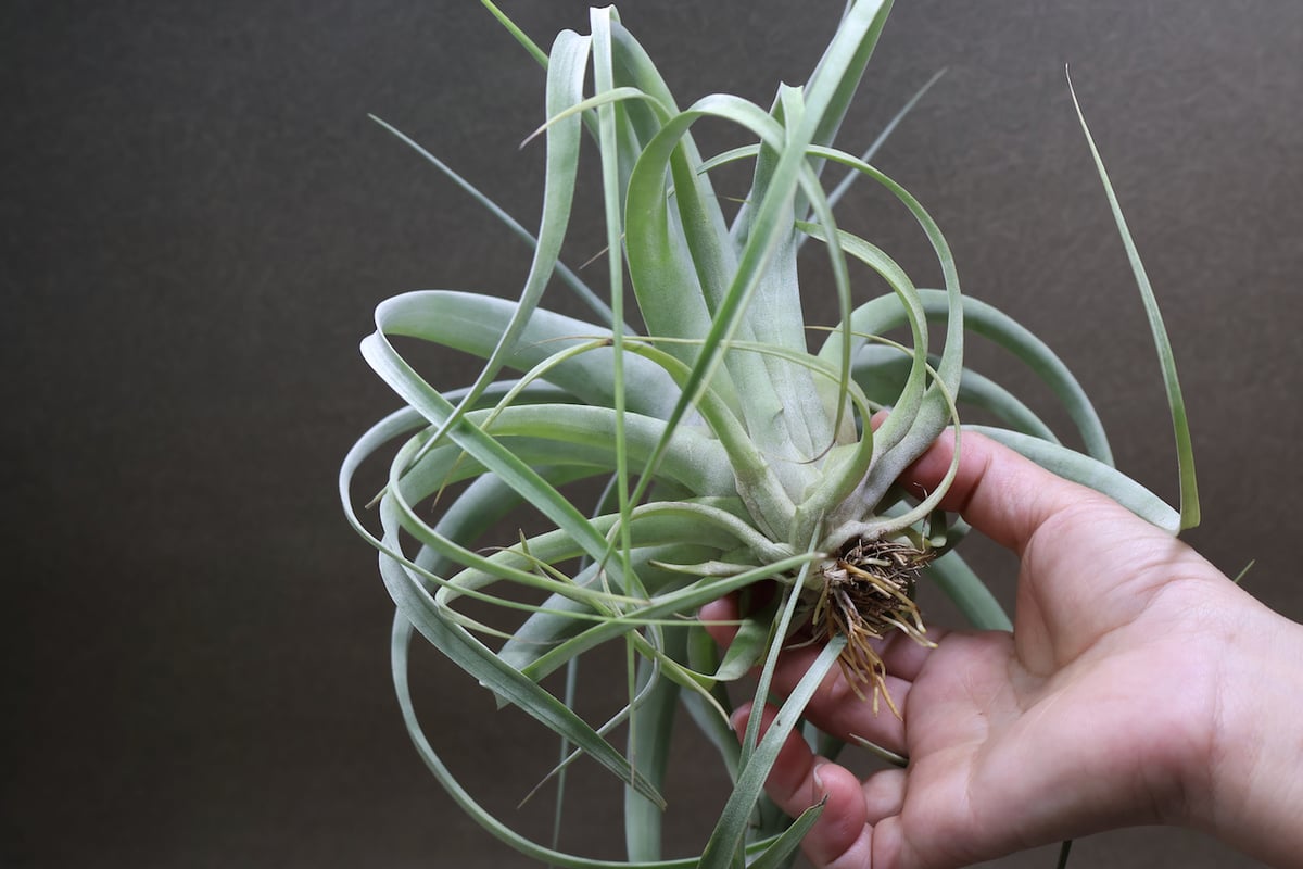 ベストインクラス （ キセログラフィカ × ロシー ）06号 | air-plants