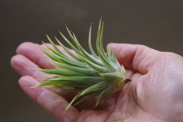イオナンタ アルボマージナータ Sサイズ 37号 | air-plants TENGU-DO イオナンタ アルボマージナータ Sサイズ 37号 | air-plants TENGU-DO