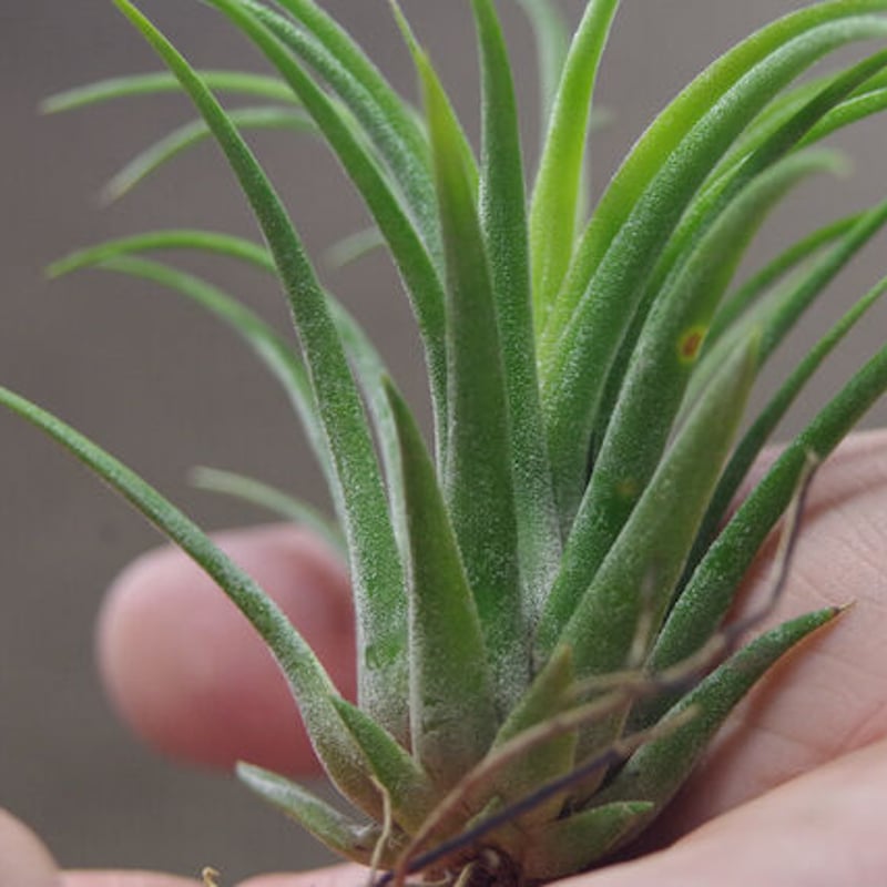 イオナンタ ×ストレプトフィラ チランジア tillandsia イオナンタロン×ストレプトフィラ ionantha 'Ron' x T