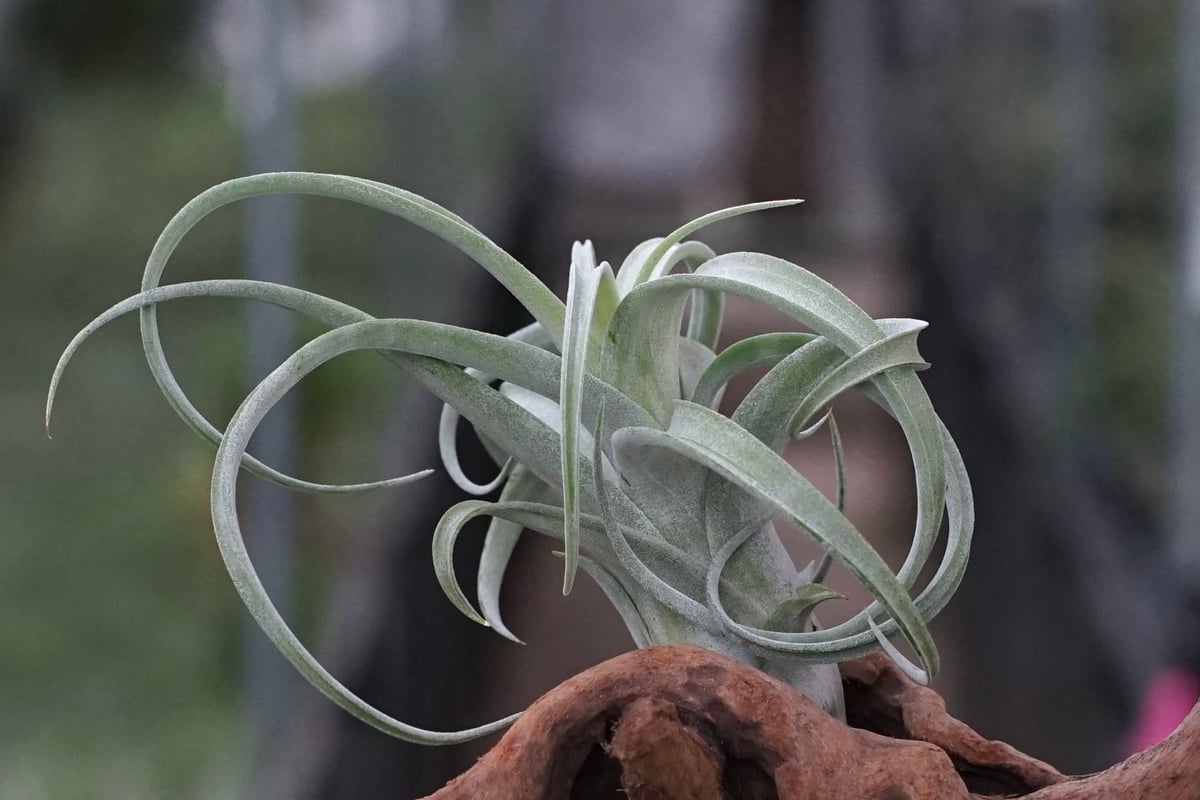 Tillandsia Curly Fatso #3 【ラスト株】 Tillandsia Curly Fatso #3 【ラスト株】 Tillandsia Curly Fatso #3