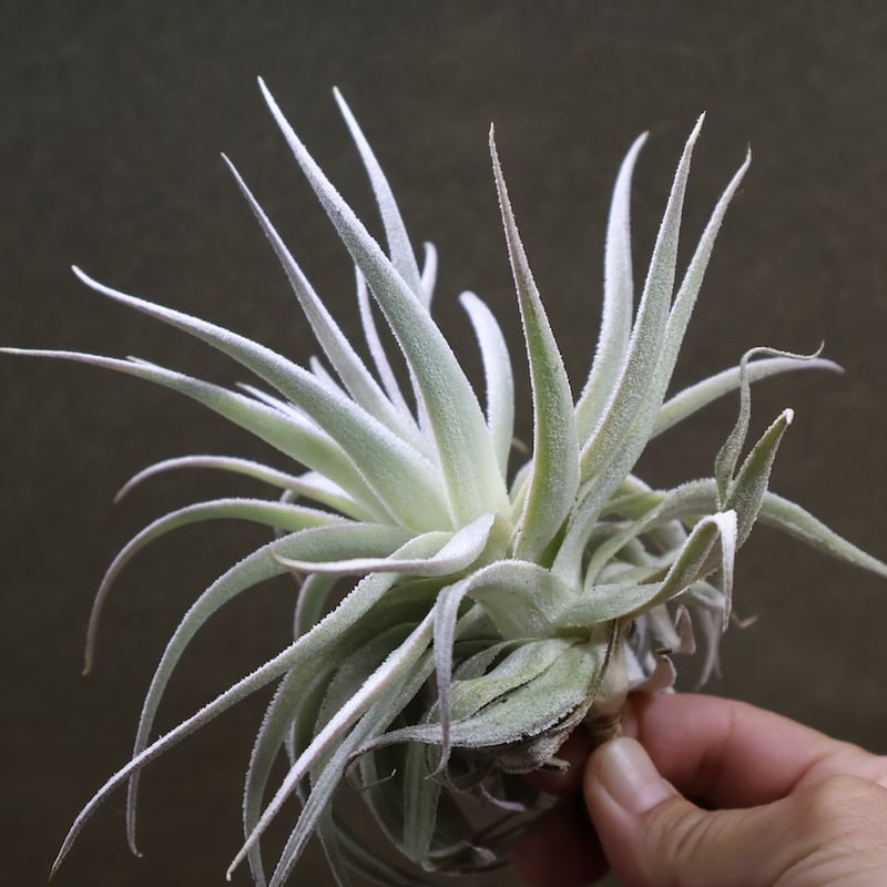 ガルドネリ ルピコラ 02号 | air-plants TENGU-DO